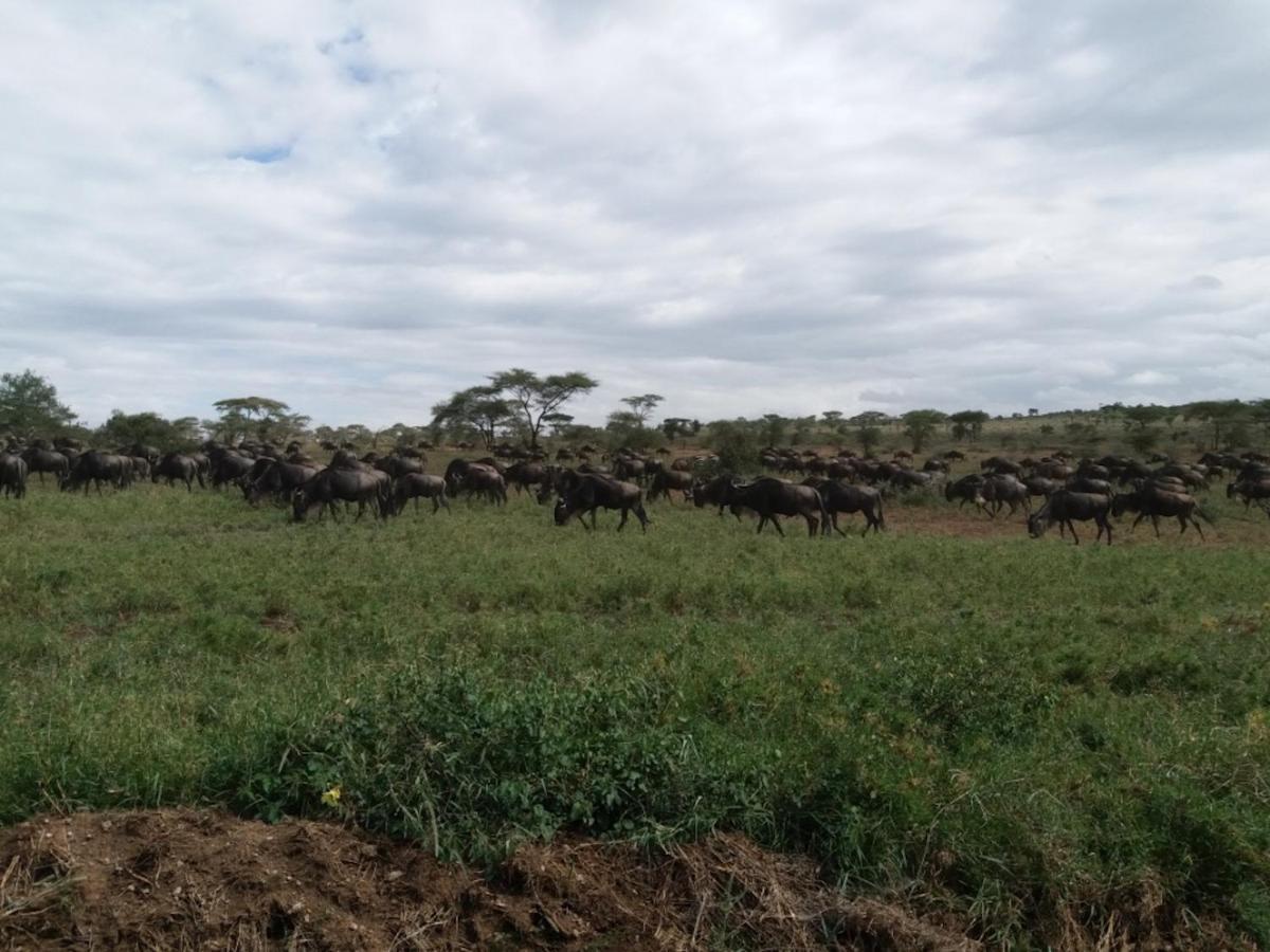 Seronera Wildlife Lodge Serengeti Dış mekan fotoğraf