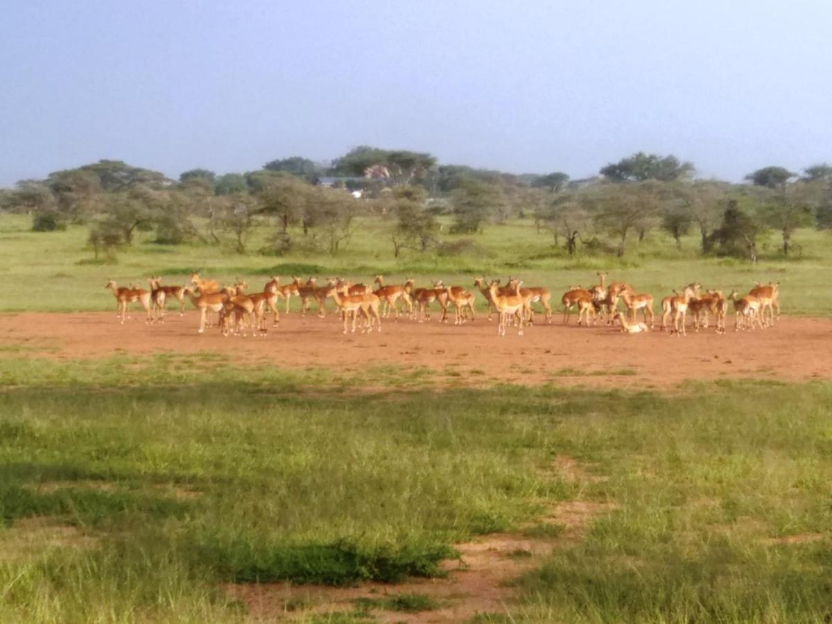 Seronera Wildlife Lodge Serengeti Dış mekan fotoğraf